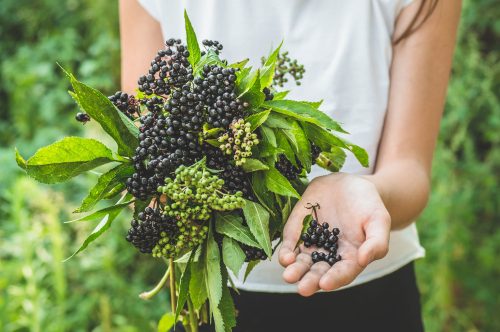 The Power of Elderberry Syrup